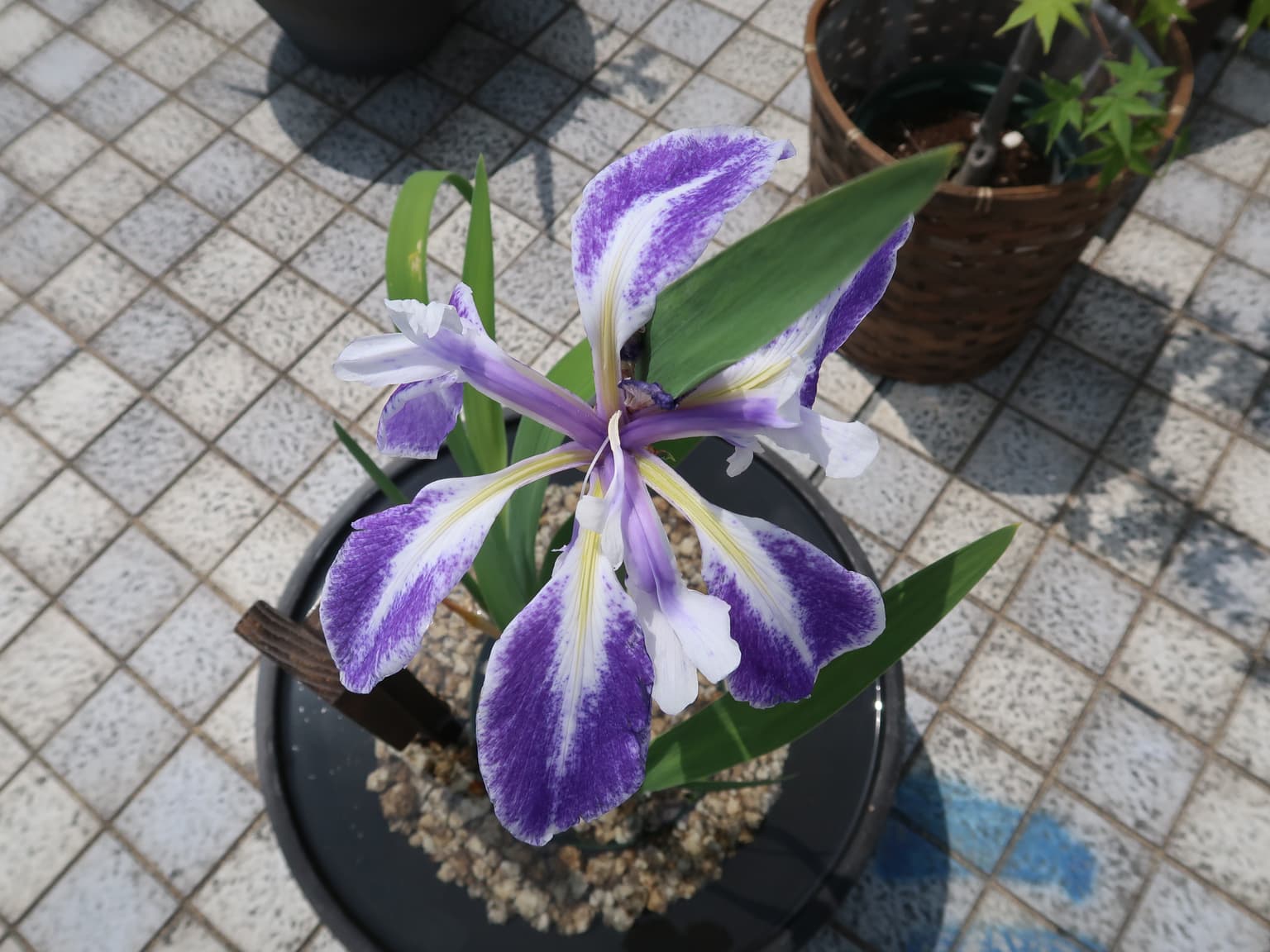 Kakitsubata (blue car)