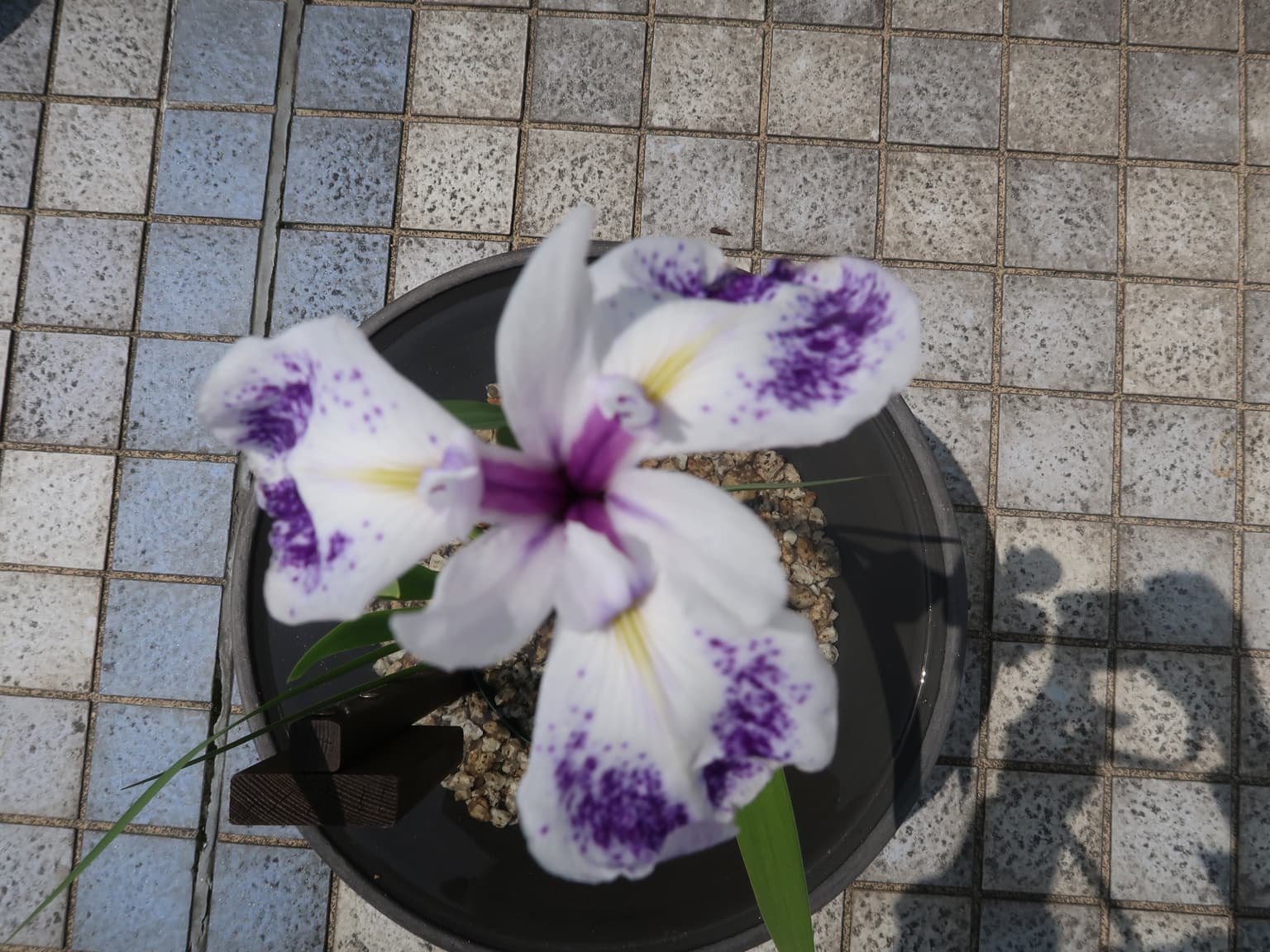 Kakitsubata (sardine cloud)