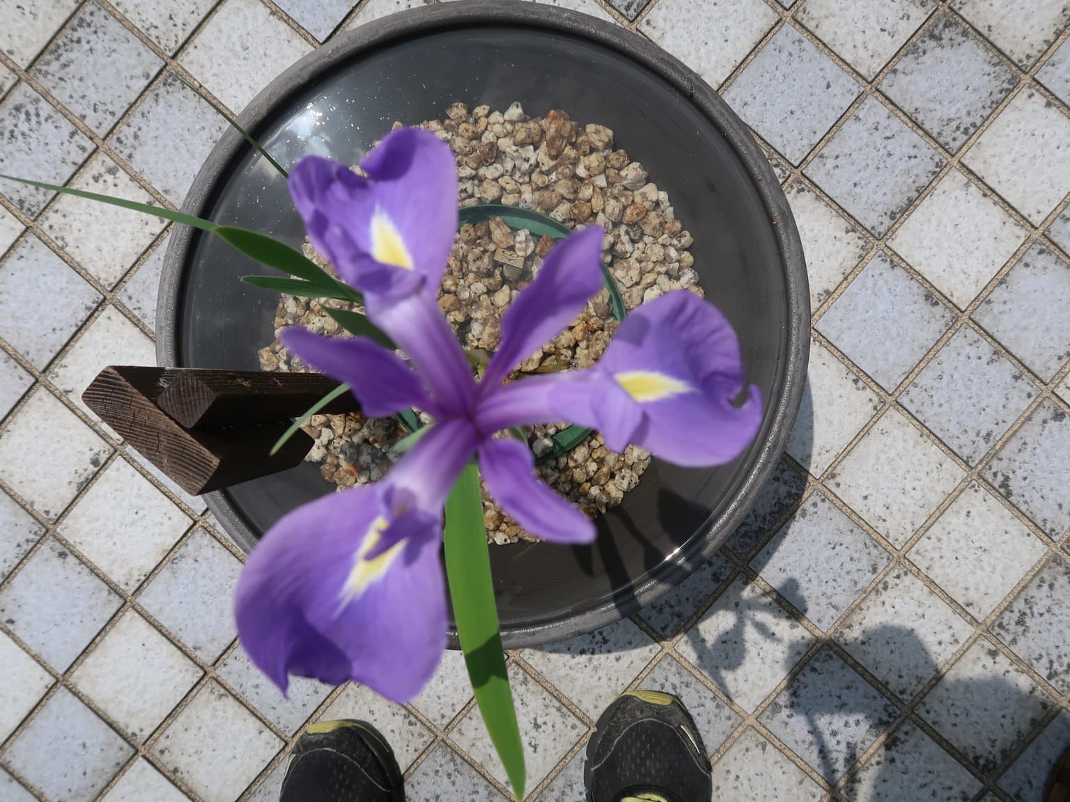 Kakitsubata (Trishu of Heaven)