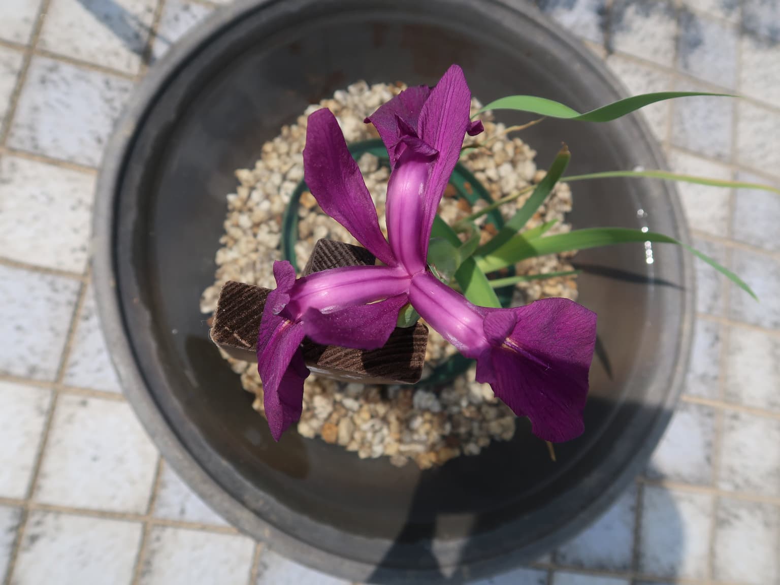 Kakitsubata (sleeve zuku)