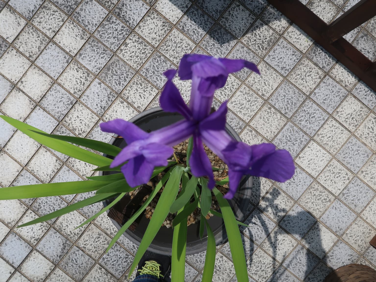 Kakitsubata (village rain)