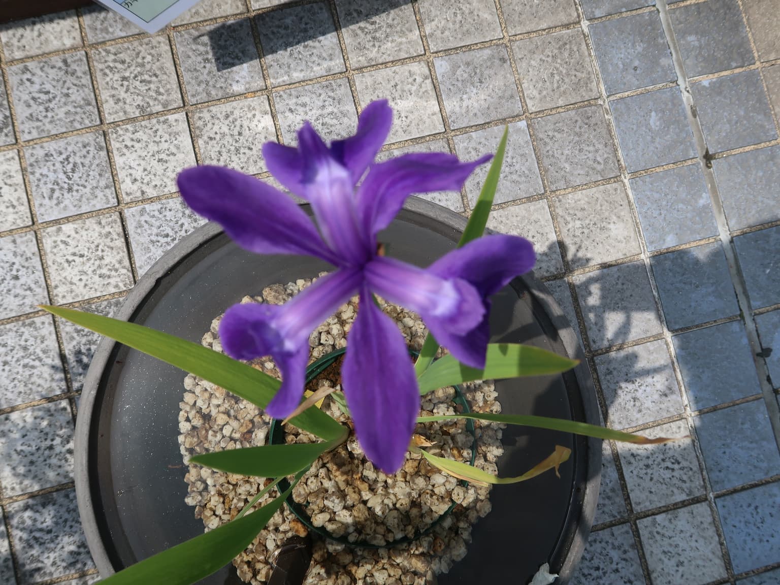 Kakitsubata (Tsuru no Mai)