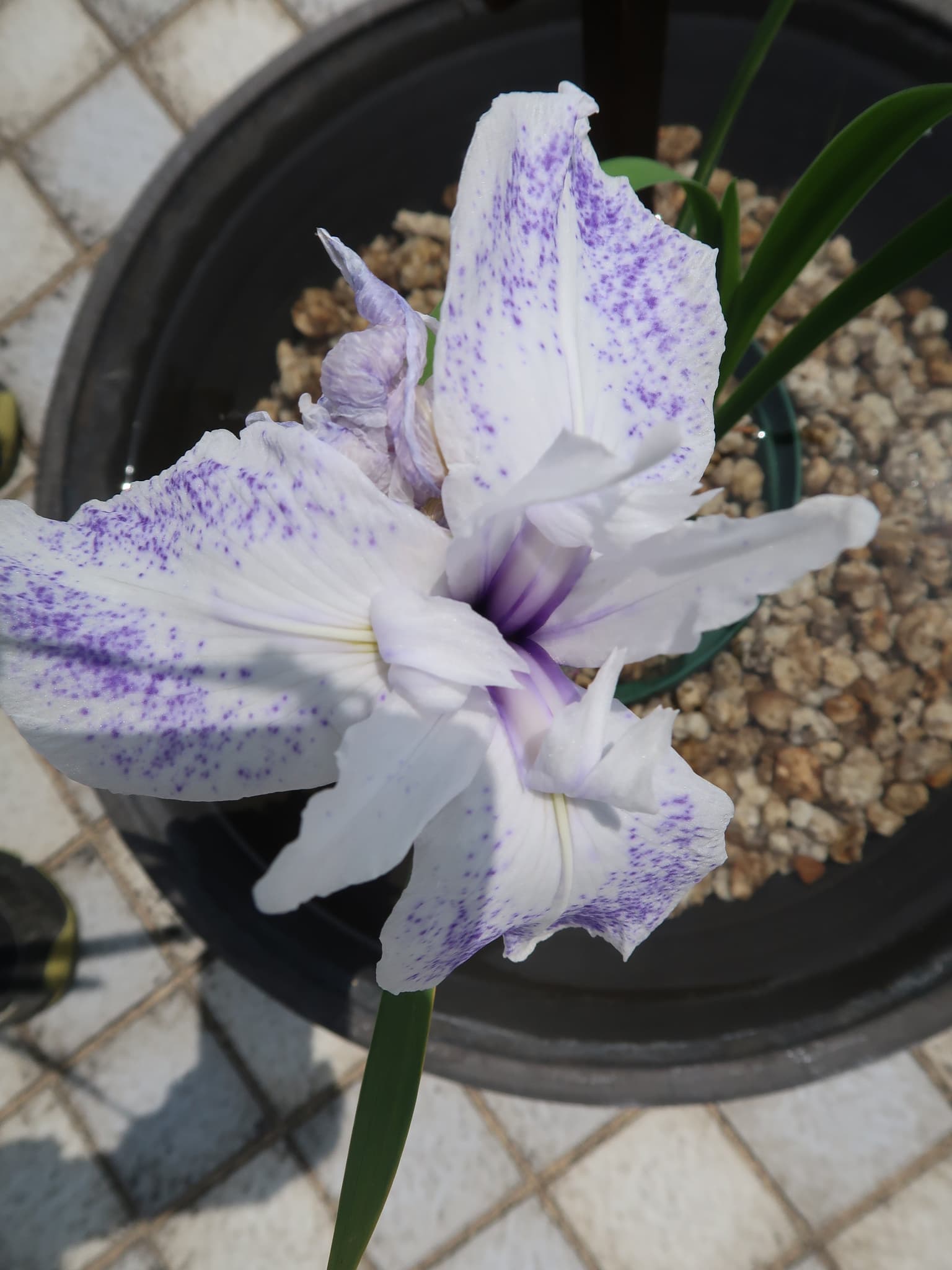 Kakitsubata (Hotaru Cloud)