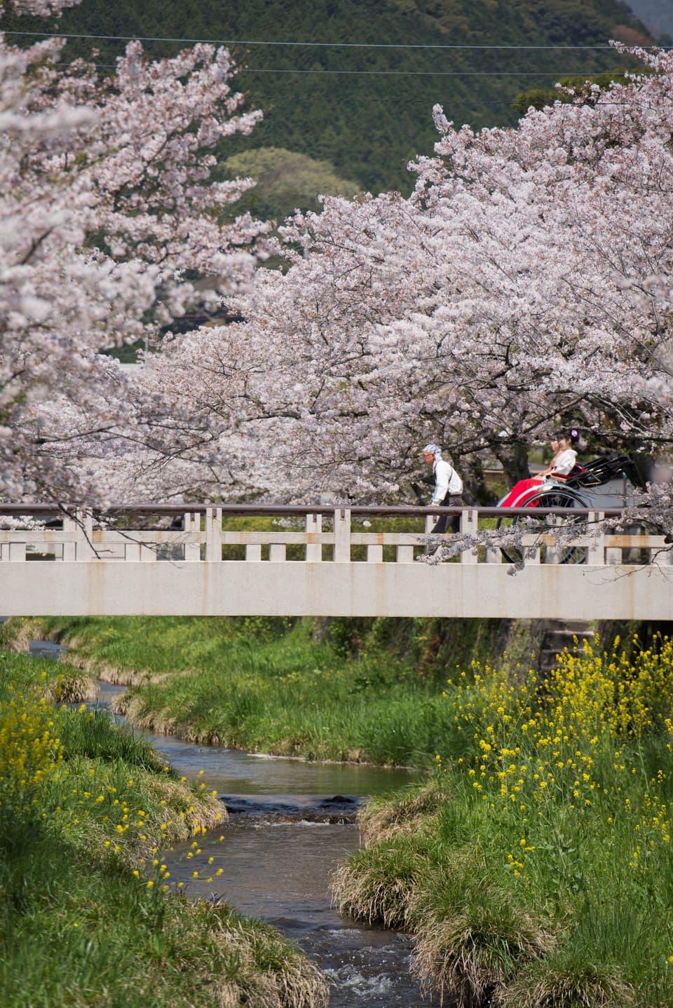 Cherry blossoms in the Ichinosaka River (Ushirogawara)