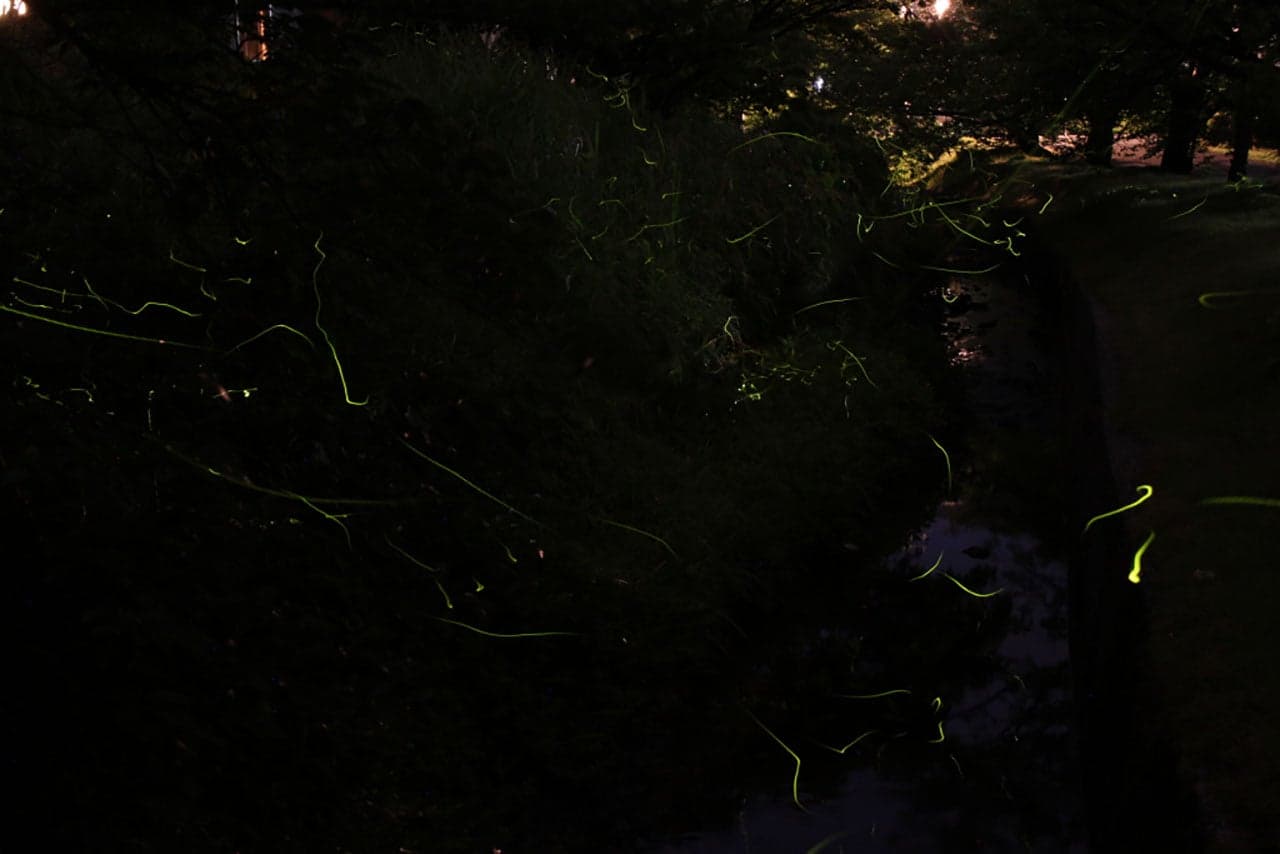 弥彦公園もみじ谷