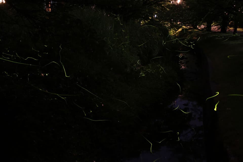 弥彦公園もみじ谷