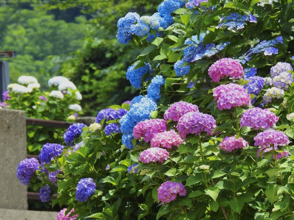 Hydrangea and suspension bridge