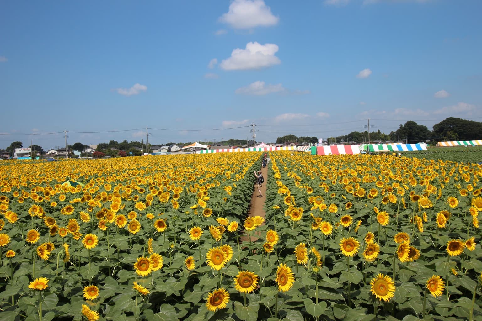 Sunflower Festival