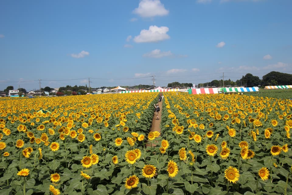 Sunflower Festival