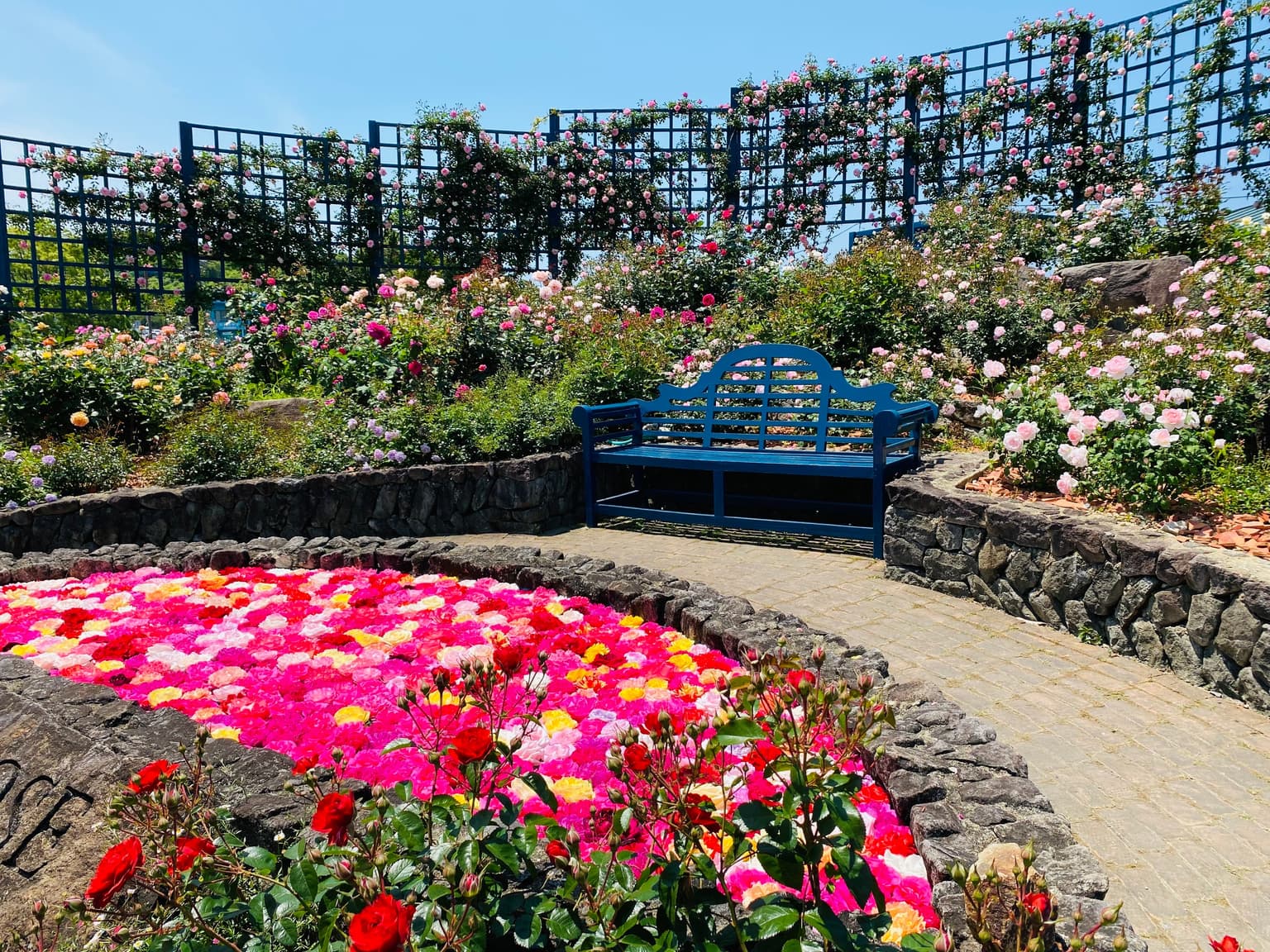 水俣ローズフェスタ春2026　バラ画像02