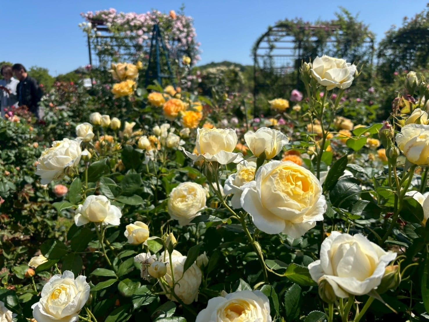 水俣ローズフェスタ春2026　バラ画像01