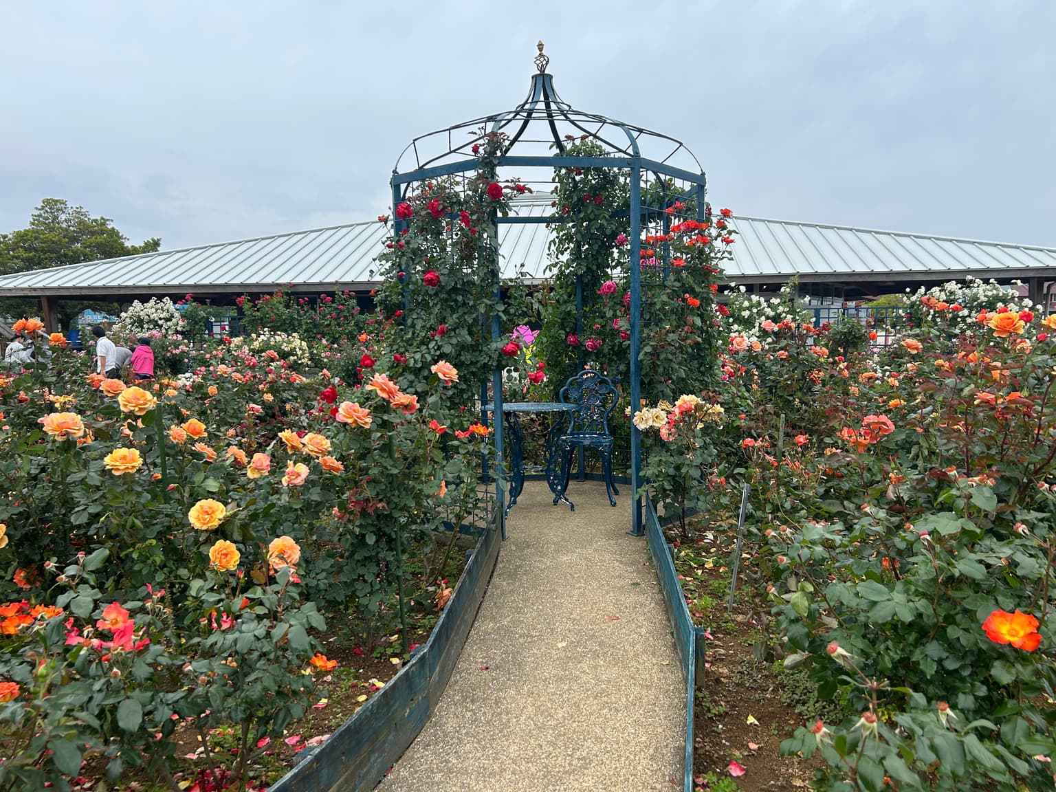 水俣ローズフェスタ春2026　バラ画像03