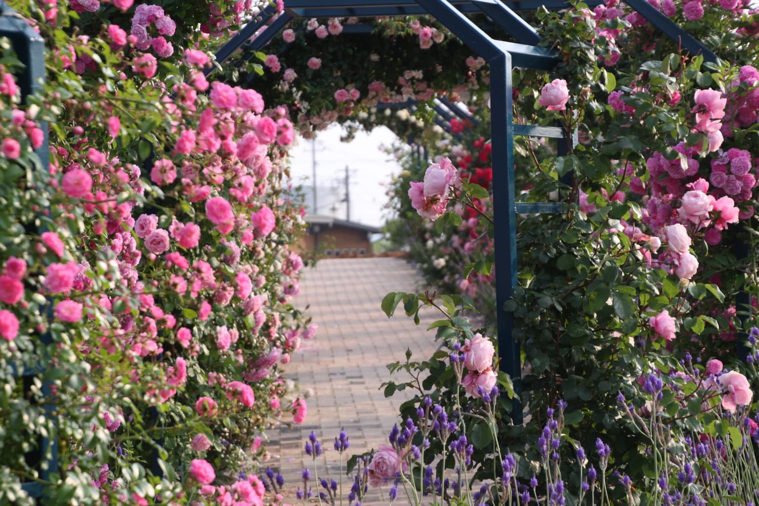 水俣ローズフェスタ春2026　バラ画像03