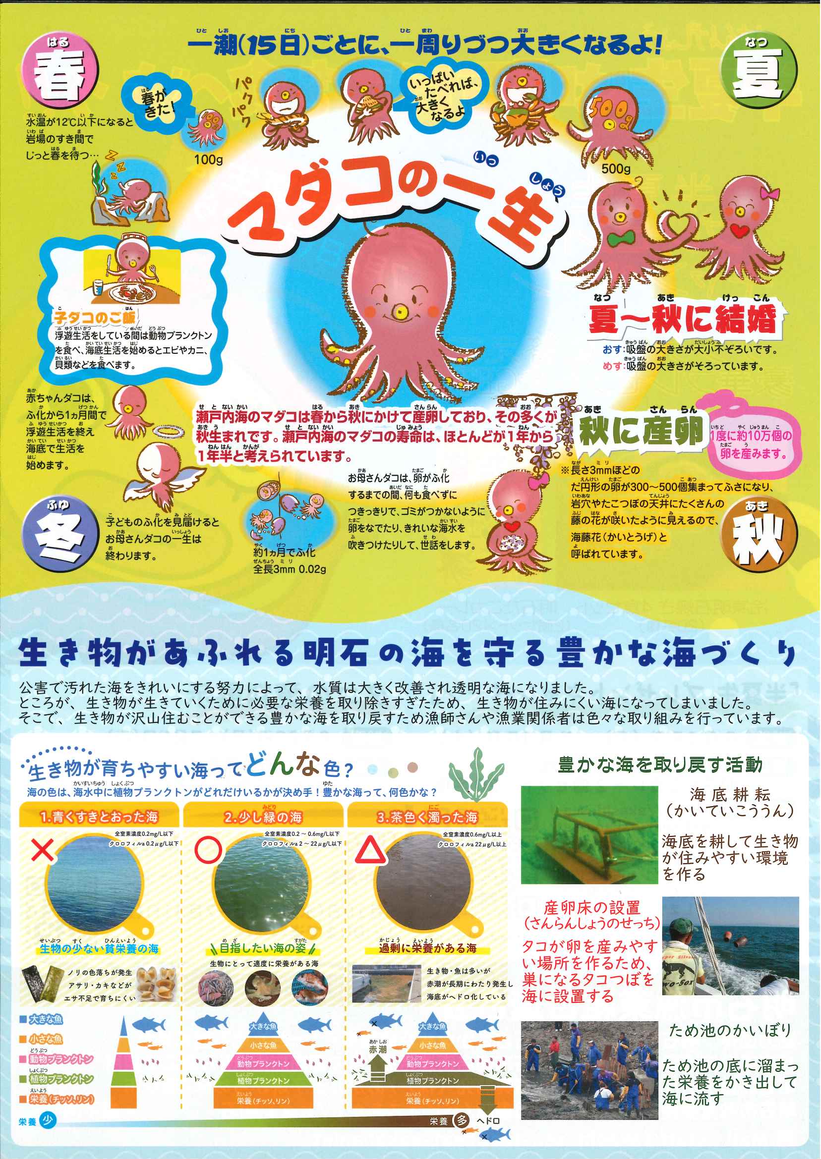 Half-summer flyer back