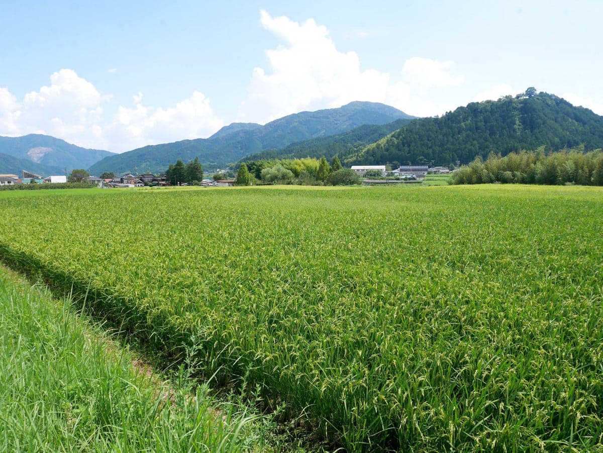 Yamashita Farm