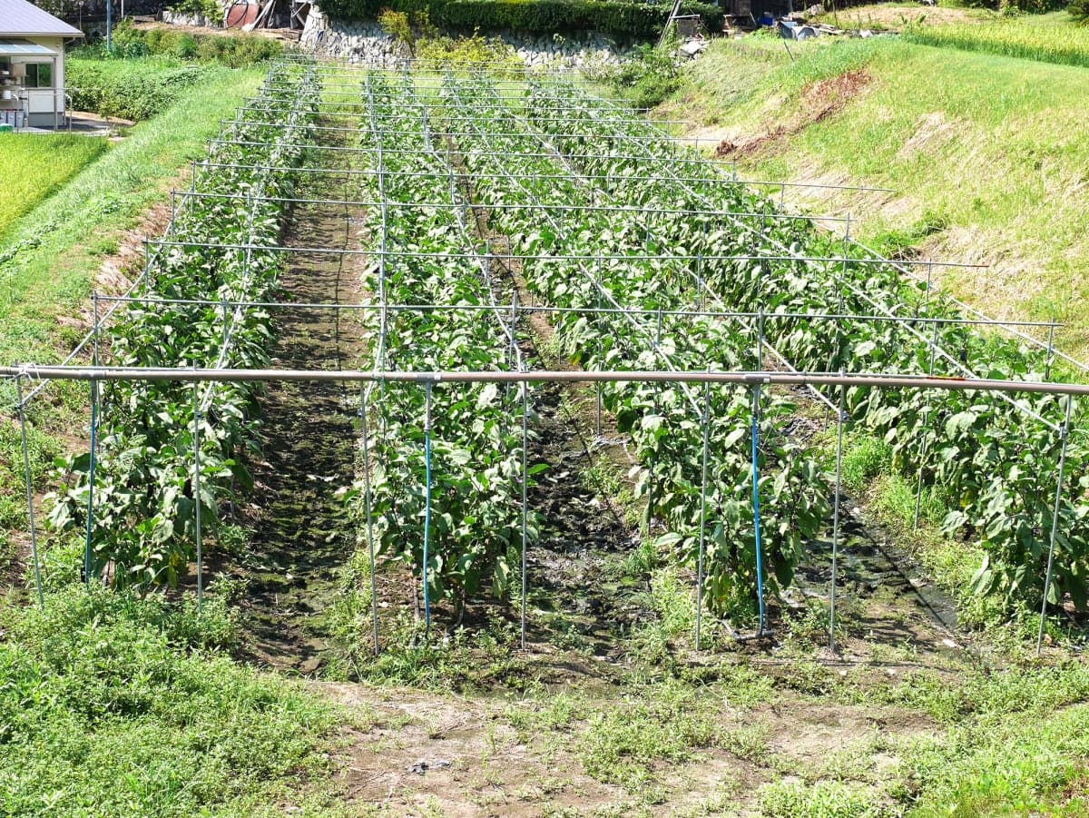 Yamashita Farm