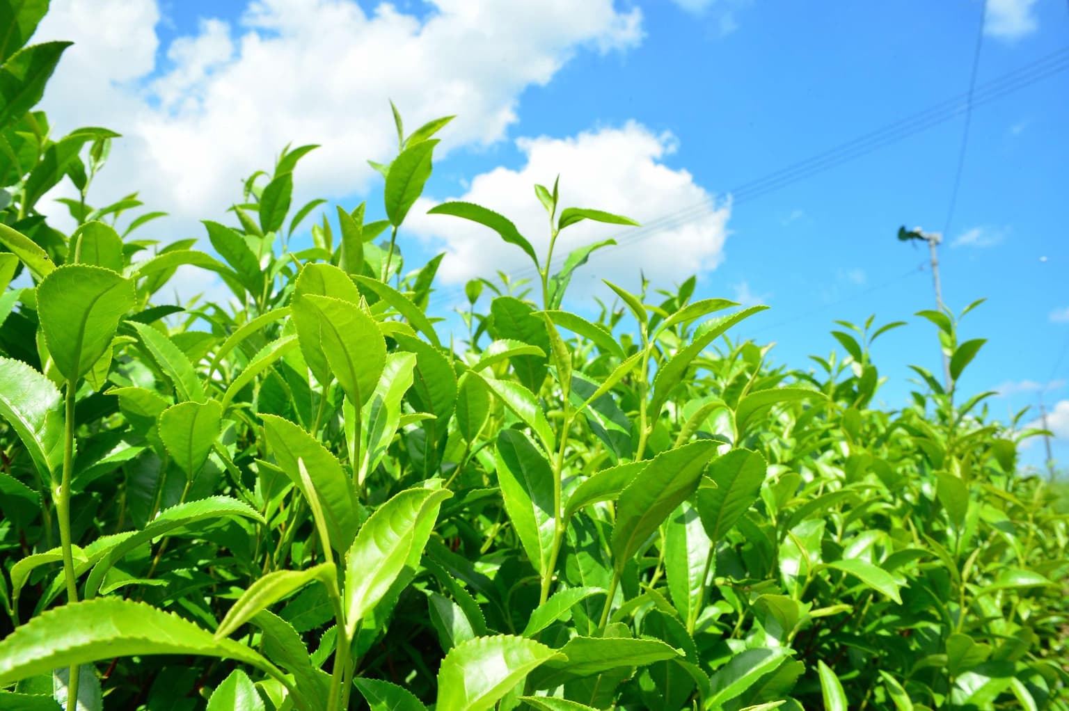 Kaida tea