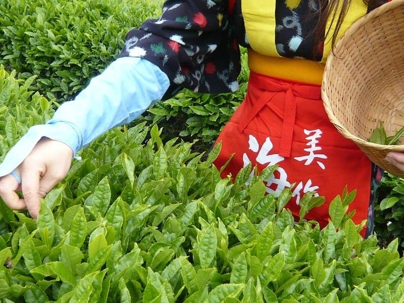 Kaida tea