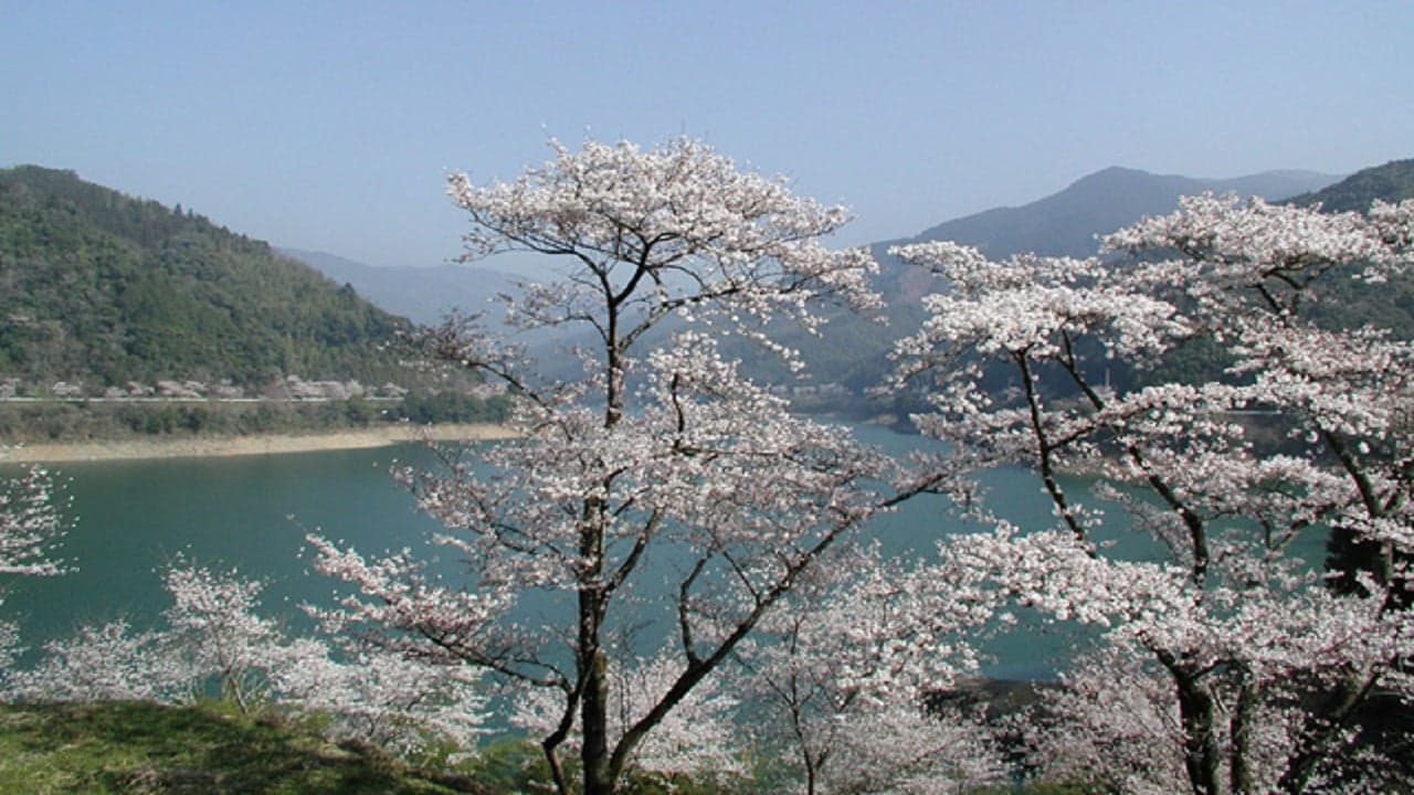 10,000 cherry trees around Lake Ichifusa