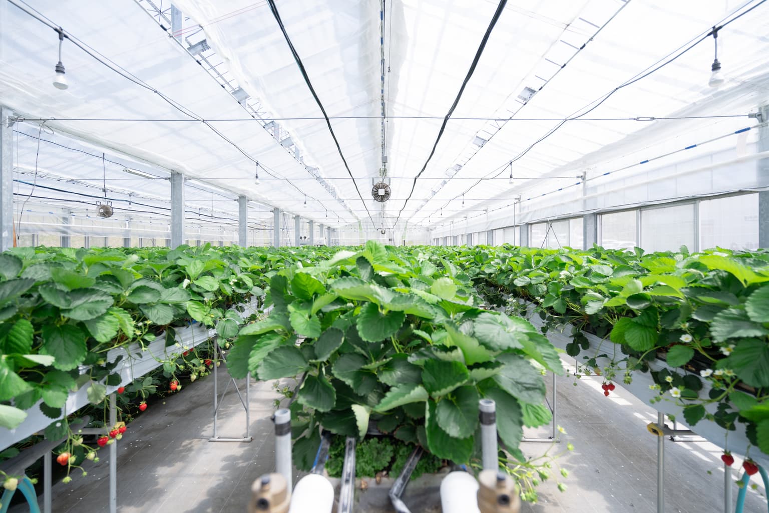 Peach Village Horticulture Management Center