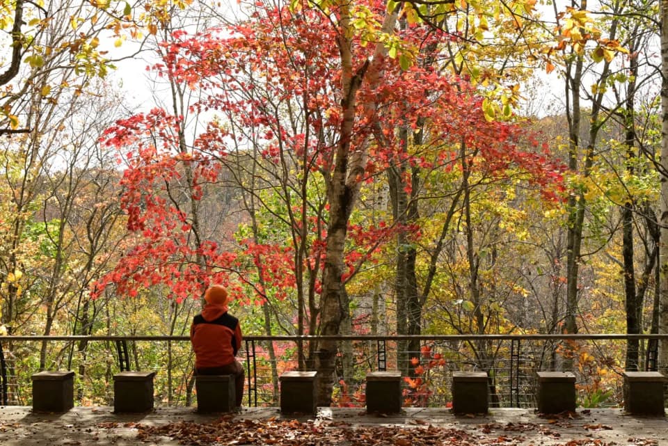 国営滝野すずらん丘陵公園の紅葉