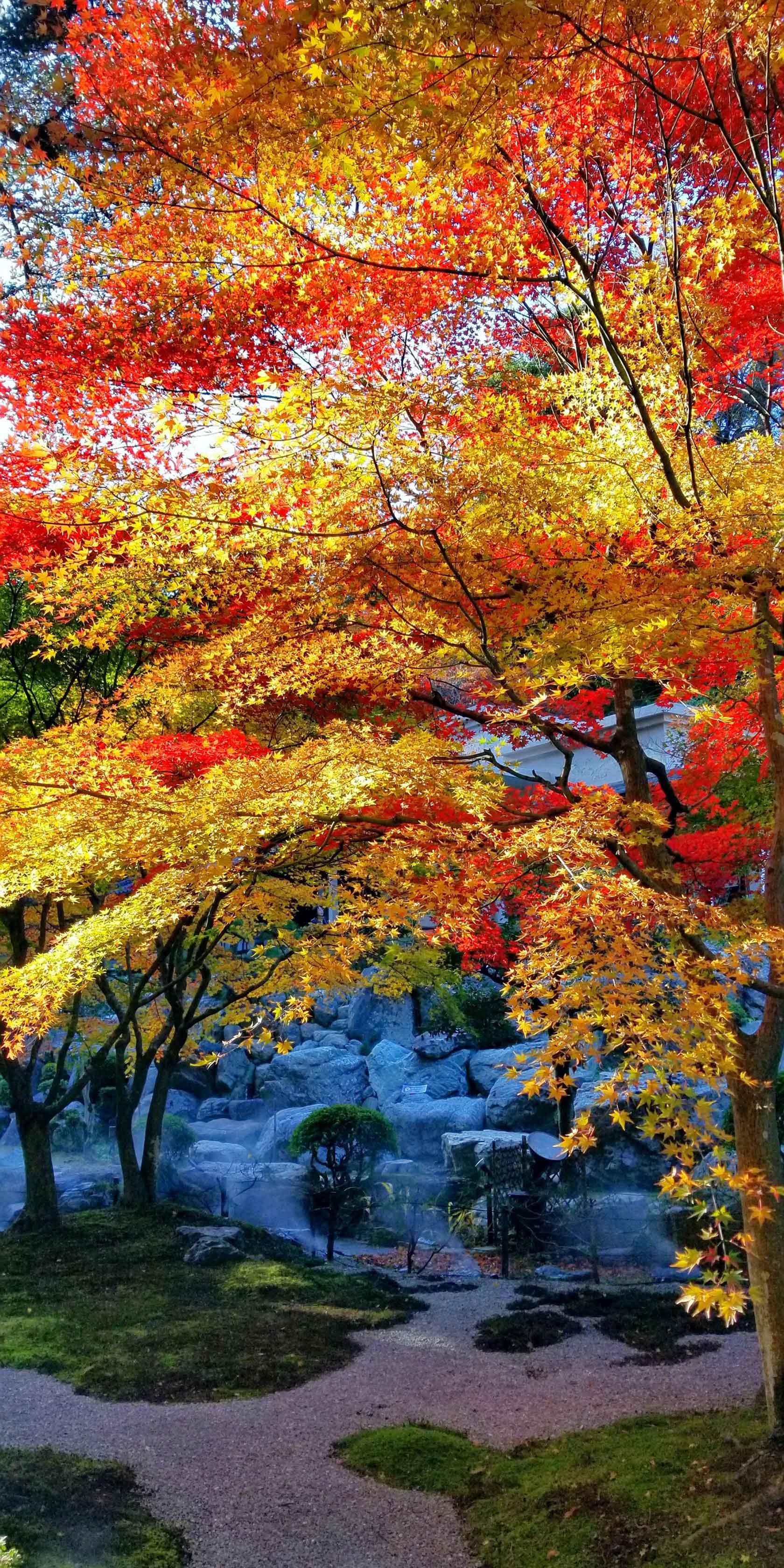 徳明園の紅葉