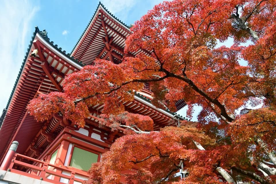 成田山公園の紅葉