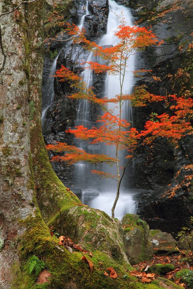 県立自然公園　宇津江四十八滝の紅葉