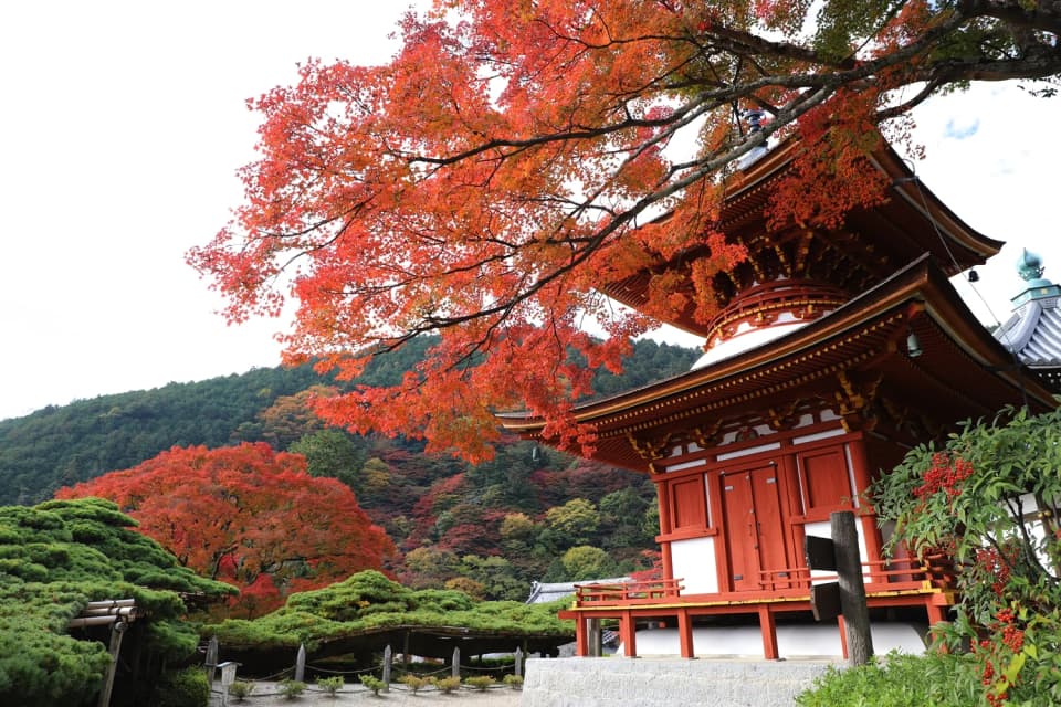 洛西（善峯寺）の紅葉