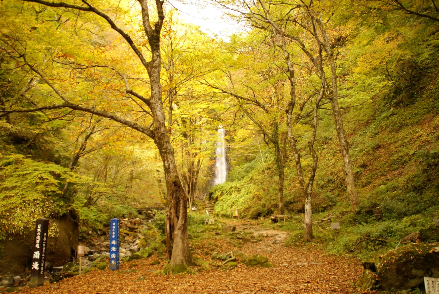Autumn leaves of Amedaki