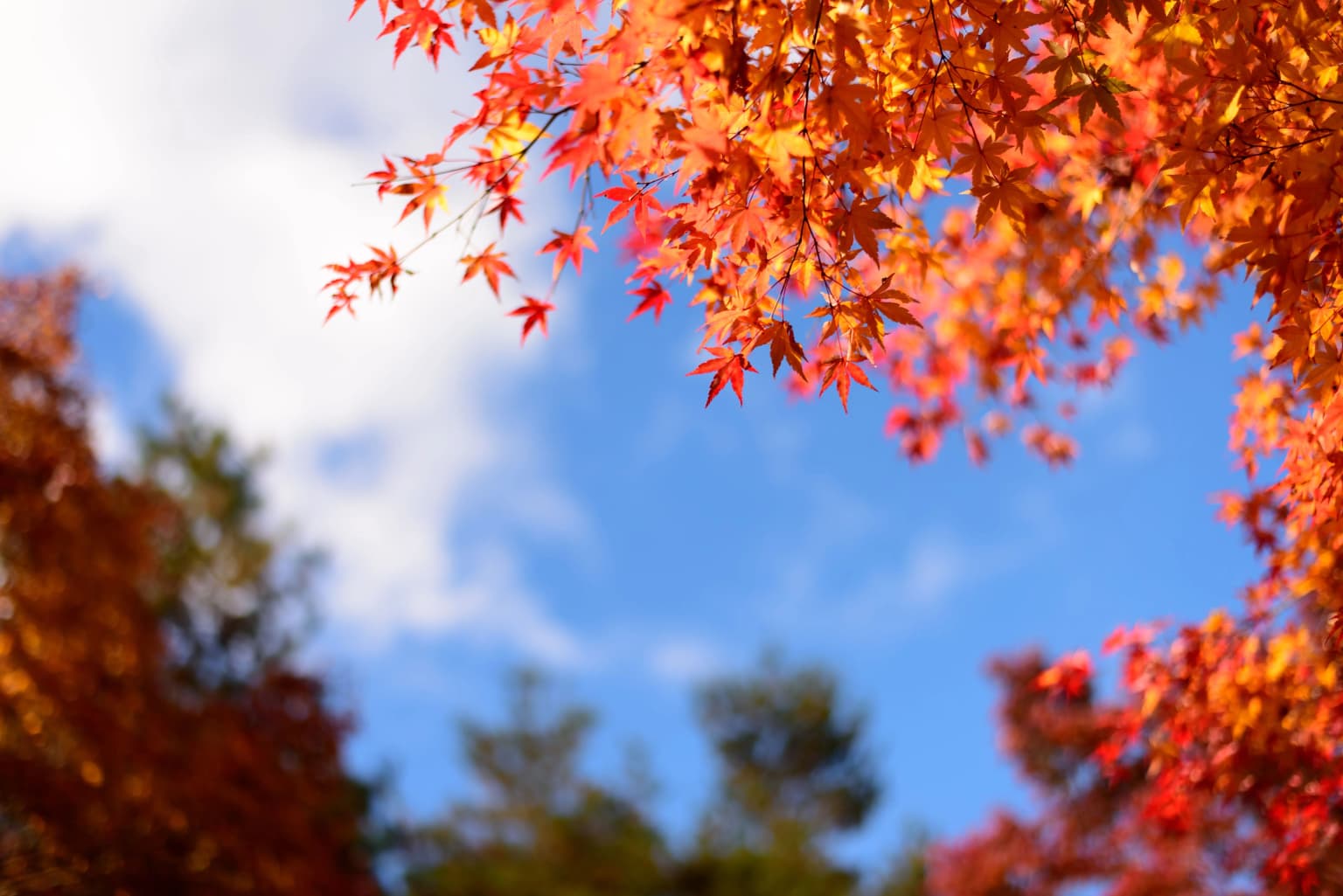 カラフルな紅葉を楽しもう！