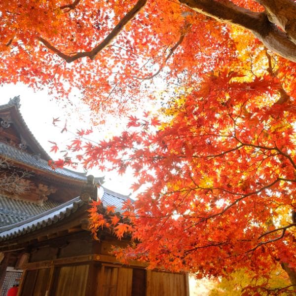 Momiji of Hase-dera Temple