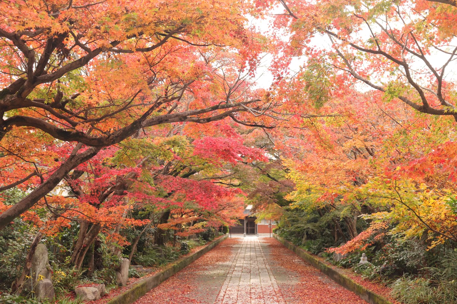 龍福寺の紅葉