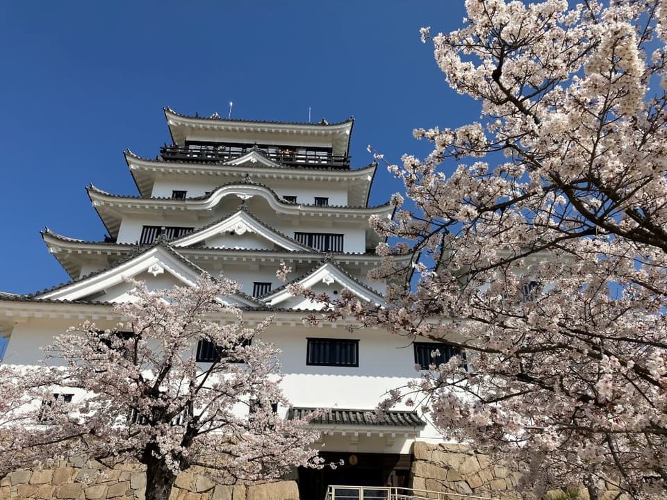 Sakura in Fukuyama-jo Castle Park