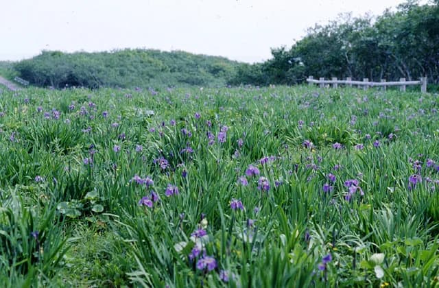 Collaboration between Hiogi Ayame, pasture horses and coastlines