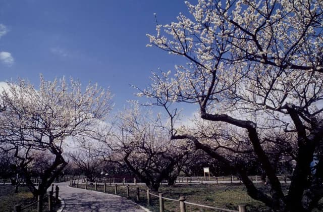 Bairin, Koshigaya Park