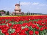 Hakuta's tulip