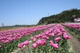 Hakuta's tulip