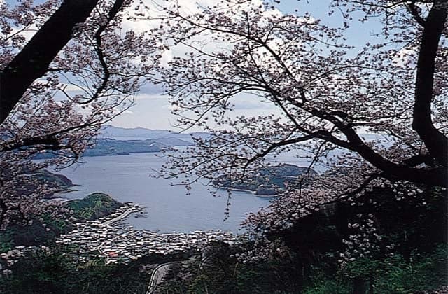 A row of cherry trees at Nofuku-toge Pass