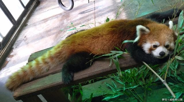 Kenta of Red Panda
