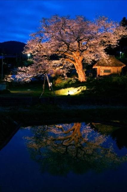 Sowing cherry blossoms of Hojobo
