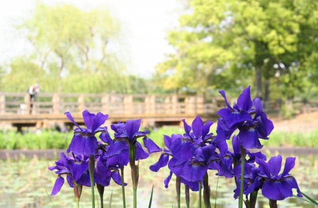 Saiko Koren of Hachijogaike Pond