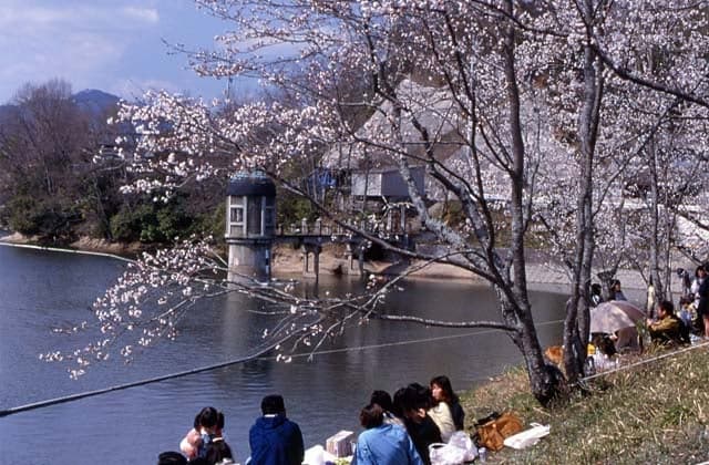 Cherry blossoms at Hattori Oike