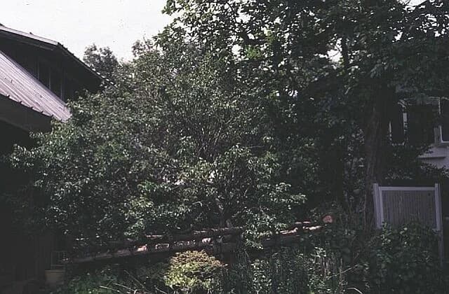 Yafusa no Ume
