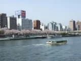 Sumida Park Cherry Blossom Festival