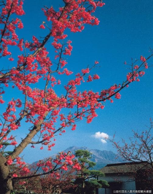 Sakurajima and Hikanzakura