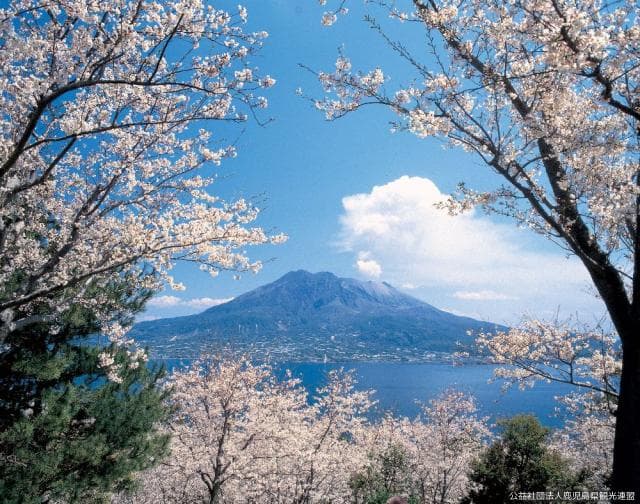 Sakurajima in the Cherry Blossoms