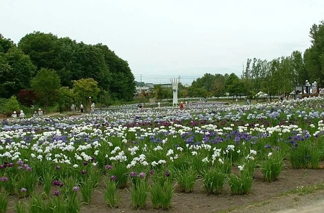 Ayame Park