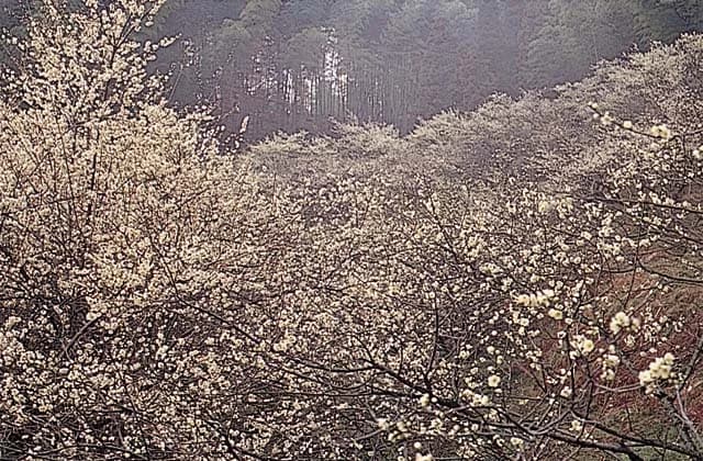 三岳梅林