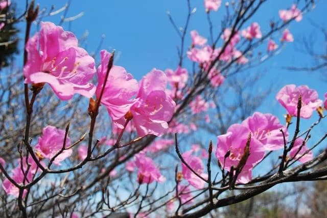 Japanese azalea from Mount Ryokami